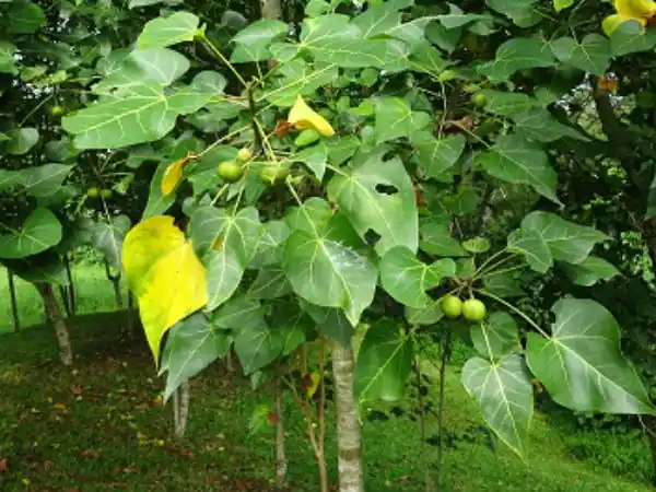 Paras Pipal / Indian Tulip Tree (પરાસ પીપળ)